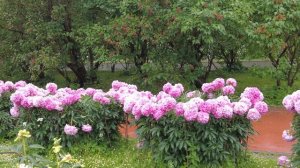 Москва прогулка под дождём цветущие сады и советская архитектура 🌧️🏛️