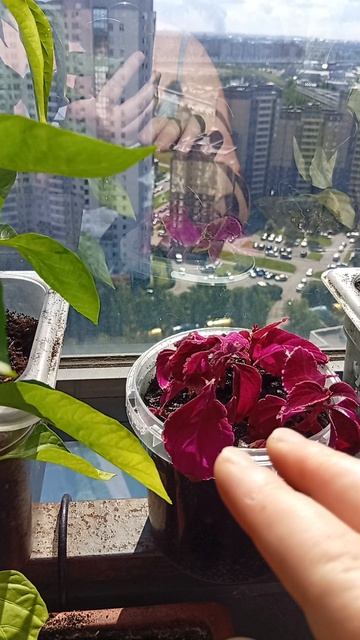Михей в подсолнухах любви 👐💕😆