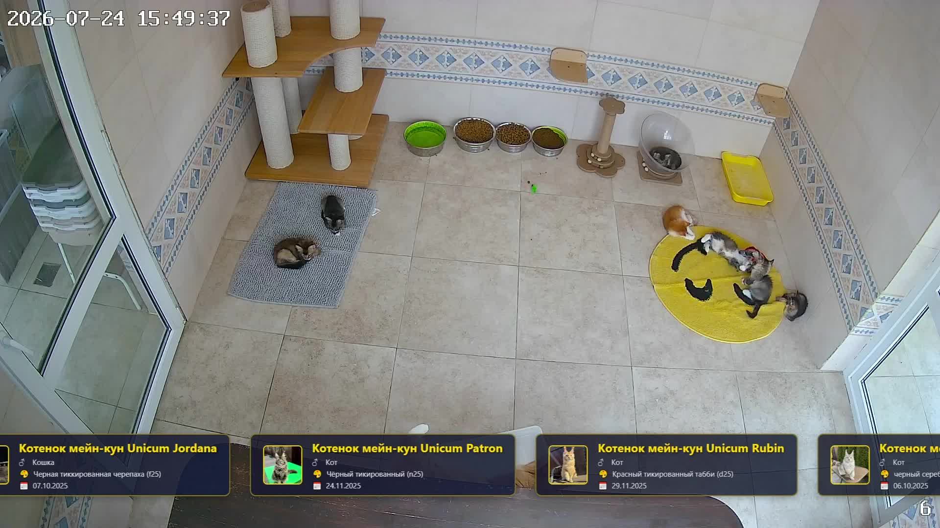 🐱 Камеры с котами мейн-кун онлайн — смотрим за котятами в прямом эфире смотреть онлайн