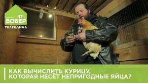 ДОМАШНЕЕ ПТИЦЕВОДСТВО. Как вычислить курицу, которая несёт непригодные яйца