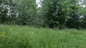 гуляю по красивому лесу серия 39