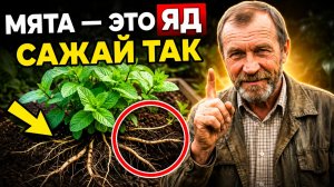 Мята на участке — спасает от вредителей, но сажать её нужно с умом