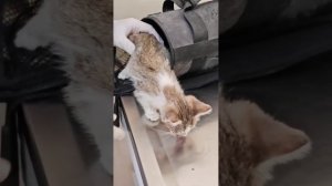 У котёнка с опухшим глазом еще и звосттик сломан