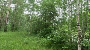 гуляю по красивому лесу серия 34