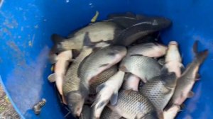 Привоз 700,0 кг карпа на основной водоем