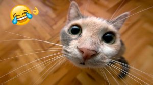СМЕШНЫЕ КОТЫ | ЛУЧШИЕ ПРИКОЛЫ С КОТАМИ, СОБАКАМИ, КОШКИ, СОБАКИ, ЖИВОТНЫЕ, СМЕШНОЕ ВИДЕО