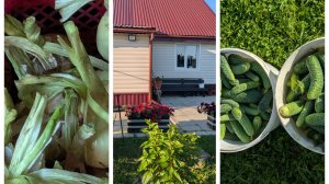 Летние дела. Закисление почвы. Улов Сергея, уборка лука и рецепт вина. 🍷