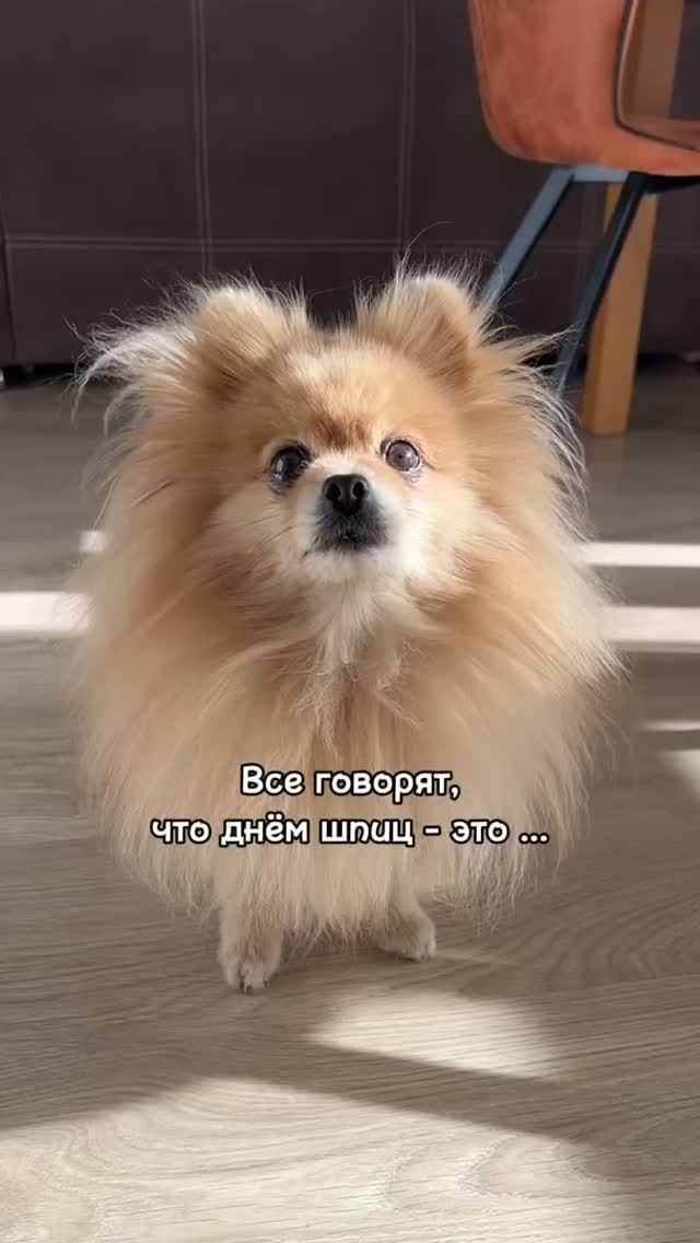 Шпиц - это не только звоночек и сигнализация!