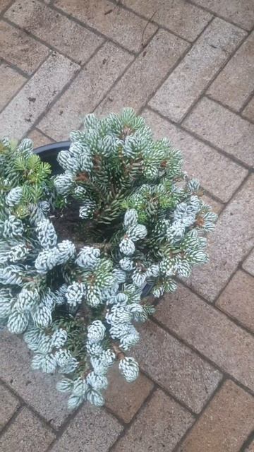 ❤🌲Пихта Корейская Айсбрекер
✔Продажа растений в макс и телеграм канале: https://t.me/love_is_hvoiny_ смотреть онлайн