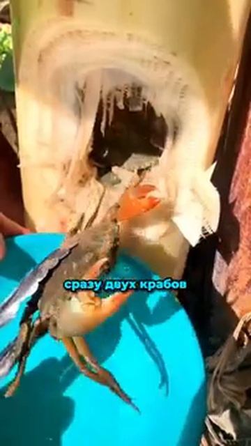 Он разрезал дерево и внутри было это смотреть онлайн