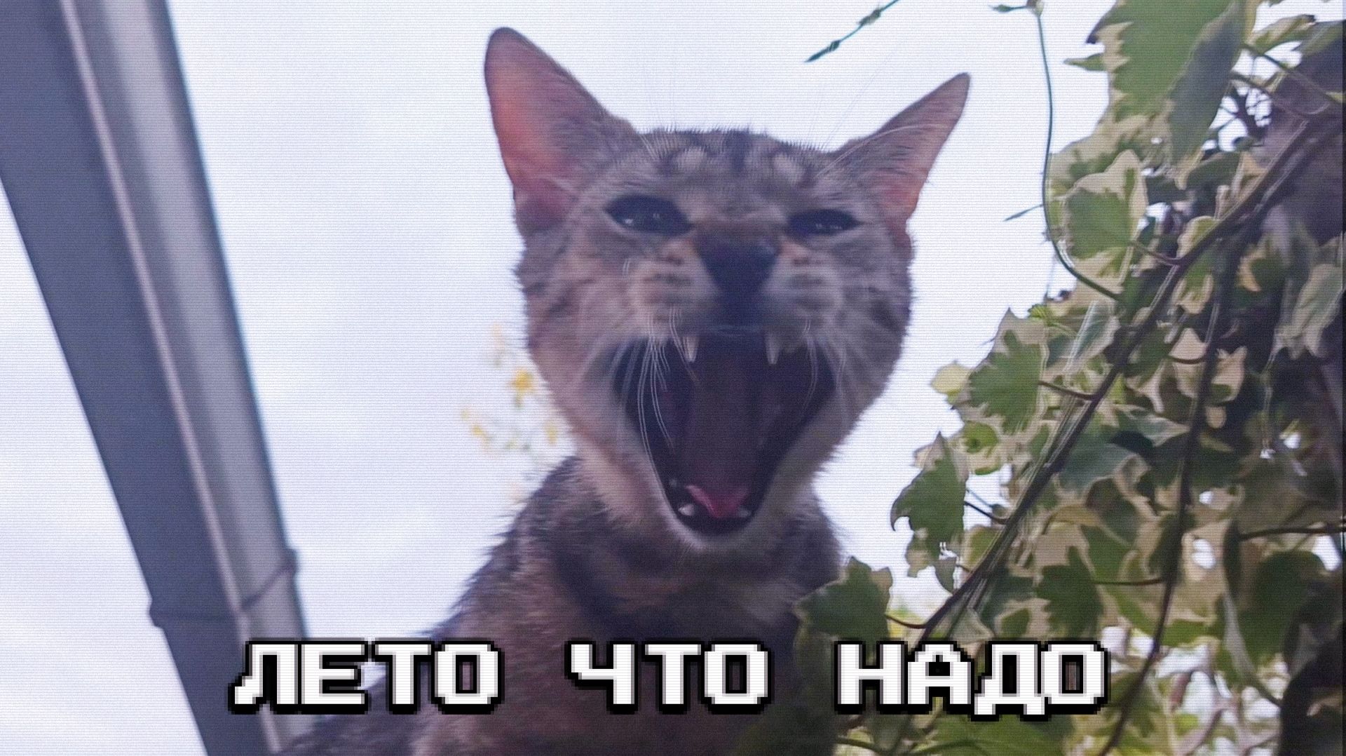 Лето, каким оно должно быть