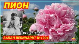 ПИОН «SARAH BERNHARDT»/Сад Ворошиловой