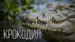 Крокодилы: Древние Хищники  с Анатомией Совершенного Убийцы