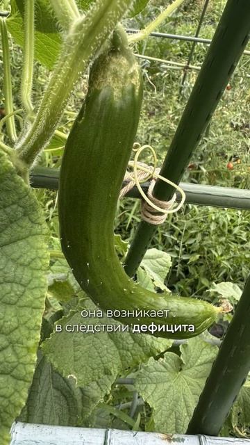 Огурцы горчат, кривятся и сбрасывают завязи?Так растение показывает, что в уходе что-то пошло не так