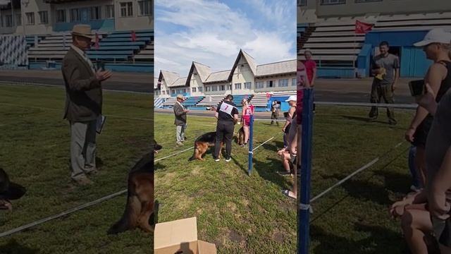 ЮНИОРЫ КОБЕЛИ / КЧК+ ИРКУТСК 4 июля`26 И.Ширан Моно немецких овчарок смотреть онлайн
