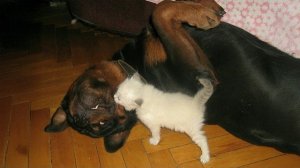 Котята, воспитанные большими собаками, - моя любимая вещь - Кошки и собаки Дружба