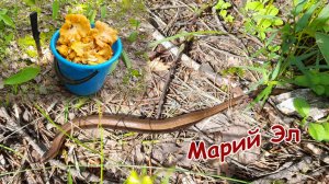 В лес за лисичками! (Марий Эл 2026г.)