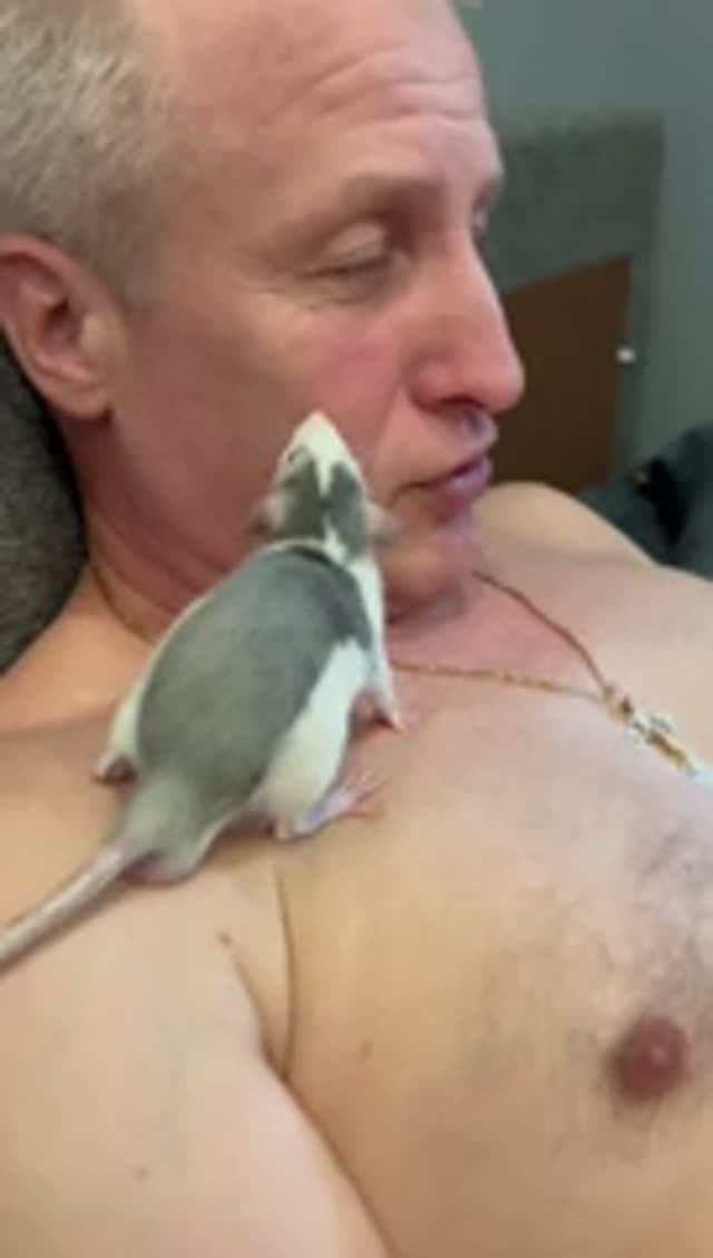 Рататуй