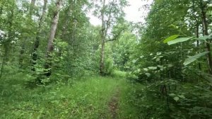 гуляю по красивому лесу серия 36