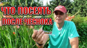 Все еще сеете сидераты после выкопки ЧЕСНОКА? Лучше посадите это вкусное и полезное растение!
