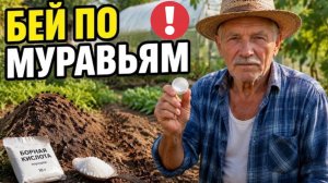 Вот ПОЧЕМУ тля возвращается каждую неделю: одна ОШИБКА губит всё