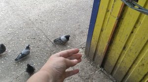 СРОЧНАЯ НОВОСТЬ: ГОЛУБЬ ВАСЬКА ВЫПОЛНЯЕТ МОИ КОМАНДЫ,СМОТРИТЕ ПЕРВЫМИ😊😊😊💞💞💞💝💝💝👈👈👈