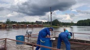 Запуск осетра