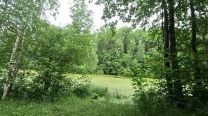 гуляю по красивому лесу серия 32