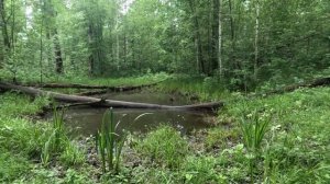 гуляю по красивому лесу серия 7