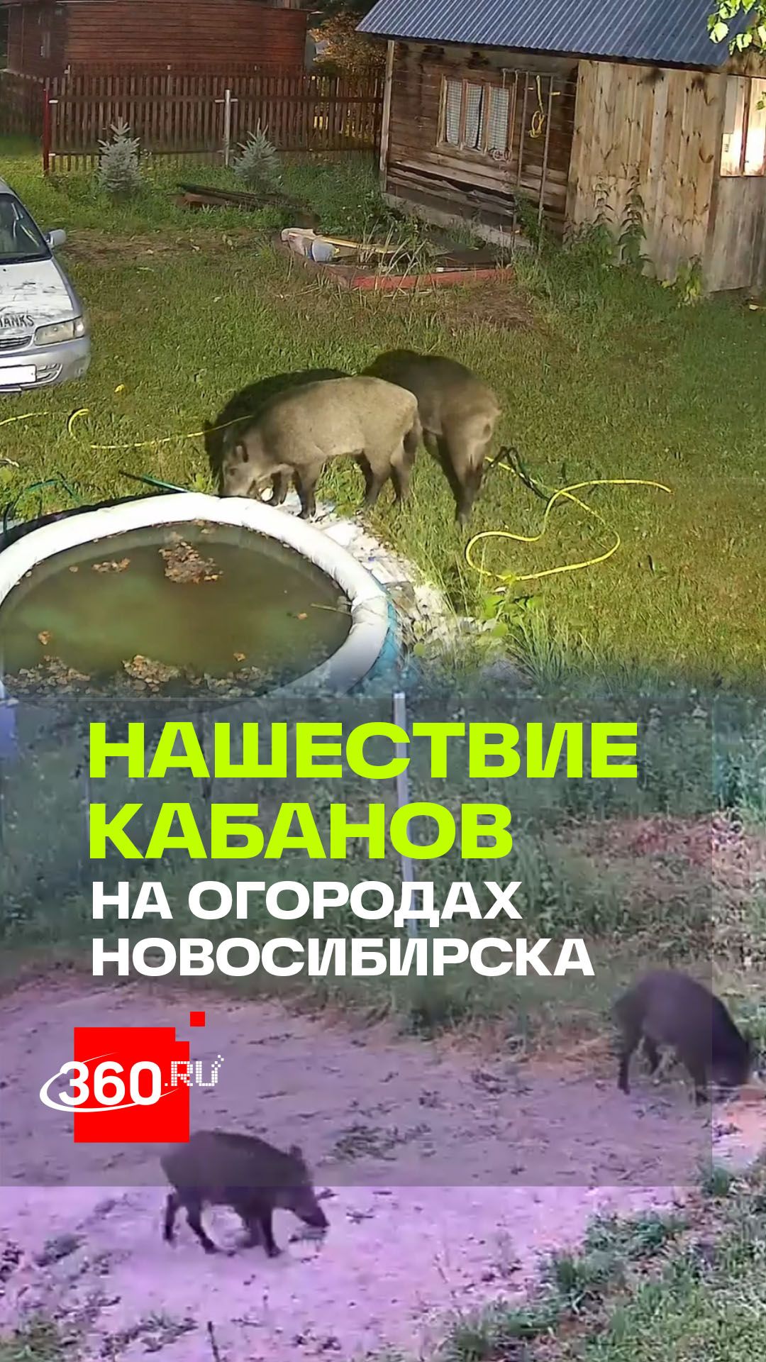 Новосибирские кабаны захватили дачи спустя 30 лет смотреть онлайн