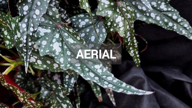 Бегония Aerial Бегония Aerial