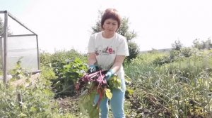 Заяц в огороде съел почти всю свеклу