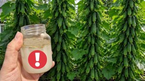 Полила ОГУРЦЫ этим и за ночь наросло 50 вёдер огурцов, Подкормите этим в ИЮЛЕ - АВГУСТЕ