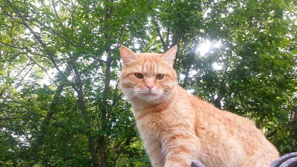 С котом на балконе смотреть онлайн