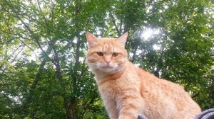 С котом на балконе