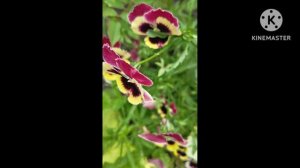 Анютины глазки ☘️💃🦋🥀☘️