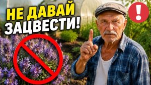 ФАЦЕЛИЯ: польза или большая ОШИБКА? Красивый сидерат с неприятным секретом