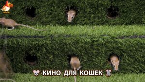Видео для кошек про крысок развлекать питомцев 🐭🐀😂 590