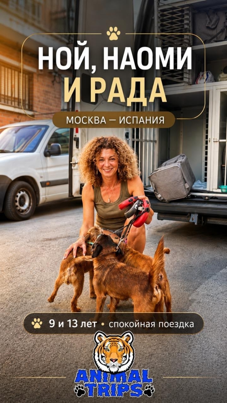 История Ноя, Наоми и Рады | Большое путешествие маленьких собак в Испанию