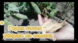 Горох посох - убираю на семена