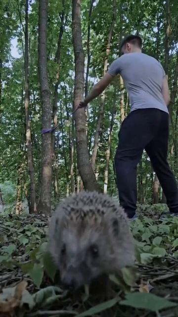 Любопытный Ёжик/видео из Интернета/🦔🍄🦔