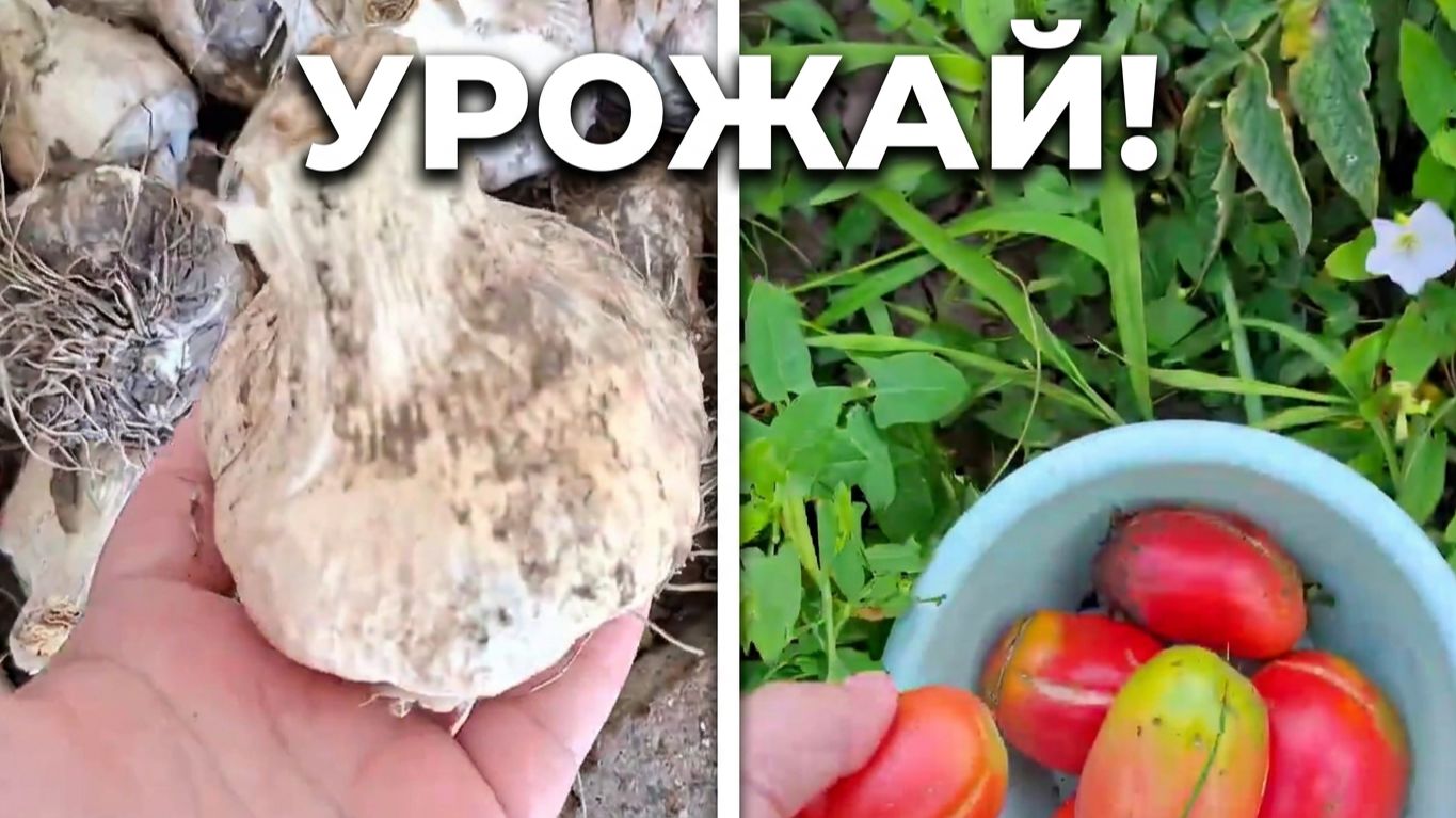 Первые помидоры с грядки и быстрый домашний ужин