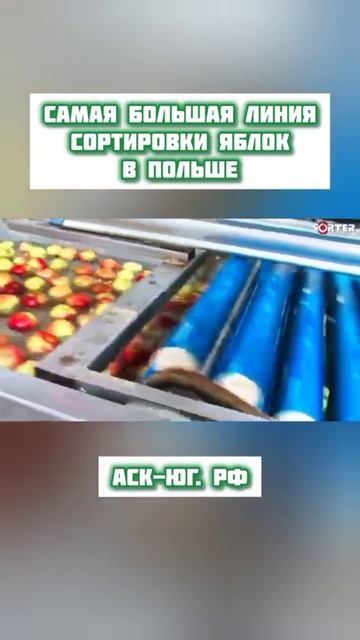 🏭 Крупнейшая в Польше линия сортировки яблок от SORTER — теперь на видео!