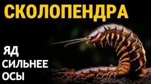 Сколопендра Ест летучих мышей и собственных детей