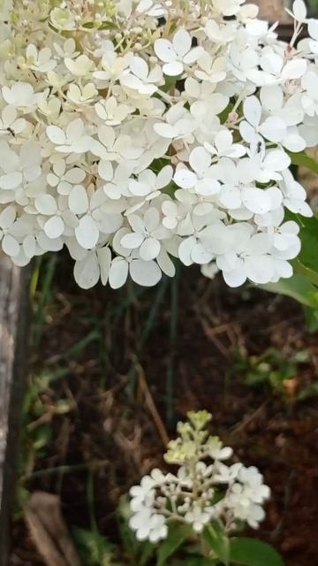 Гортензия Ванила Фрайз🌸 Сорт смотреть онлайн