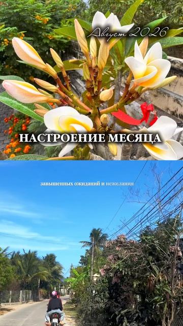 Настроение месяца. Август 2026. #sharada_qmdj #цимень #цимэнь