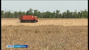 Ставропольские поля — в работе: уборочная кампания не сбавляет оборотов
