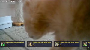 🐱 Камеры с котами мейн-кун онлайн — смотрим за котятами в прямом эфире