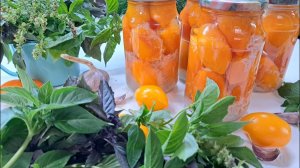 Помидоры в снегу! Закрутки продолжаются!🍅🍅🍅