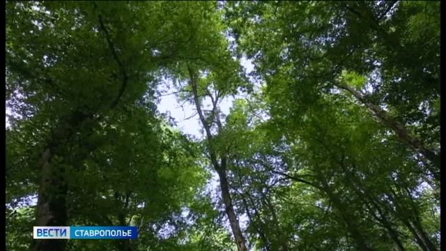 На Ставрополье продлили запрет на въезд в леса смотреть онлайн